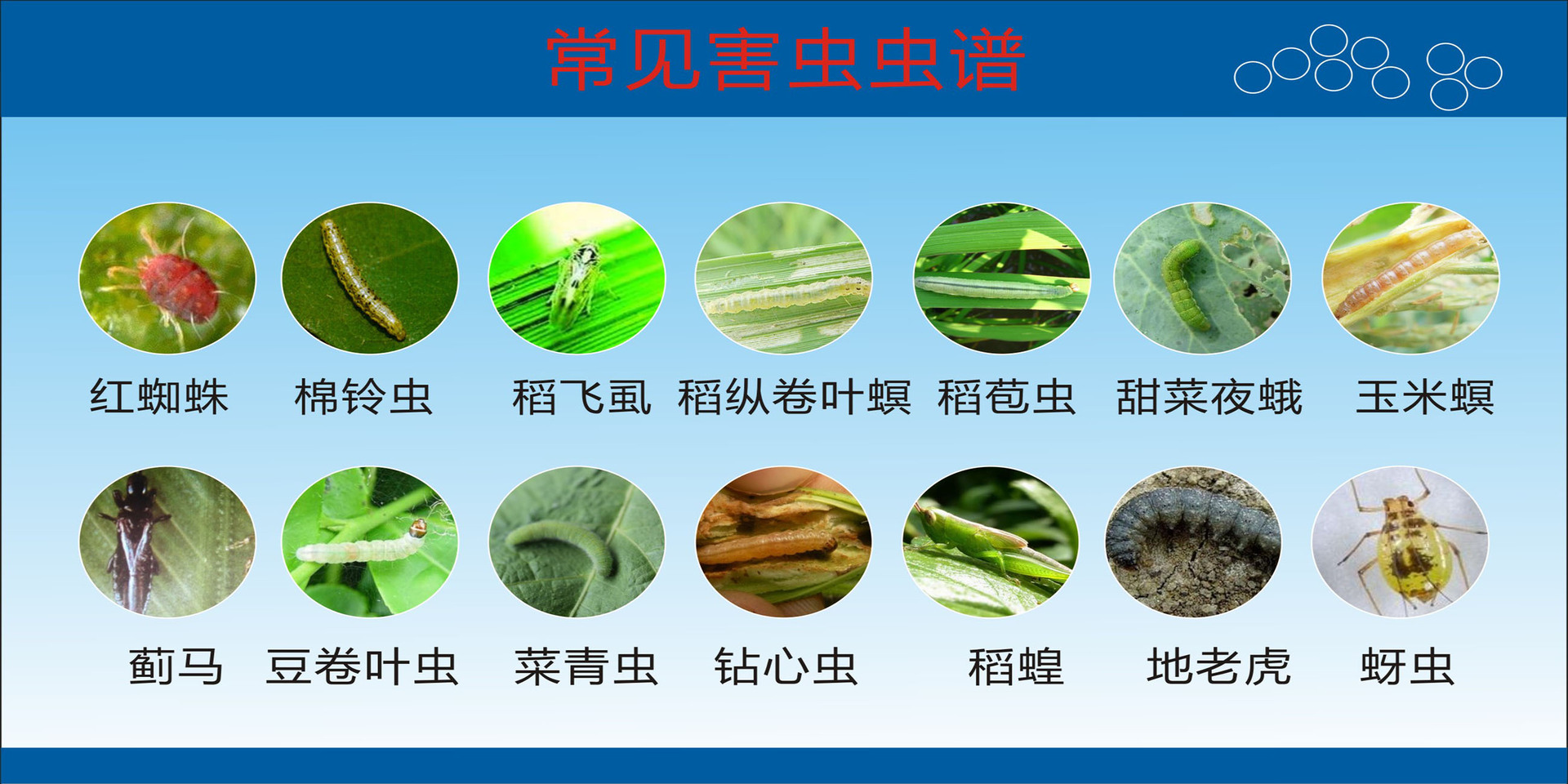 精品飞箭广谱稻纵卷叶螟甜菜夜蛾的特效杀虫农药