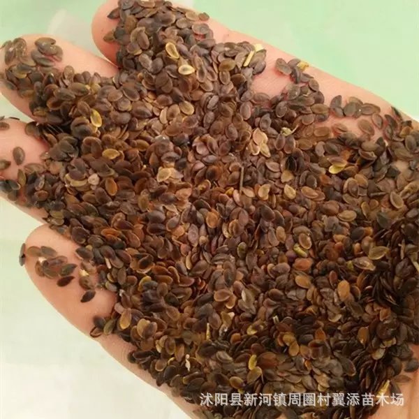 供应蓝花亚麻种子春秋可播蓝花亚麻六倍利种子园林观赏花草种子