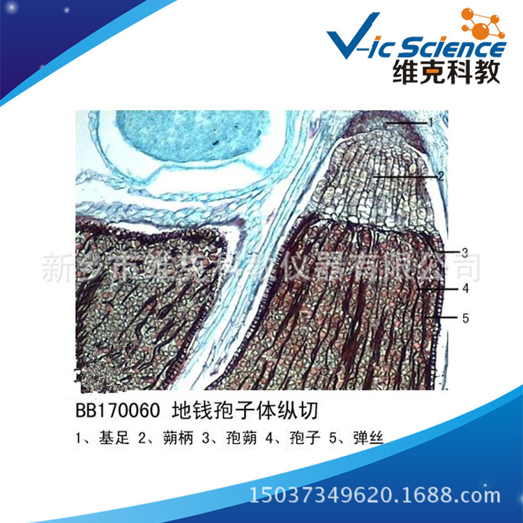 地钱孢子体纵切 生物切片 植物类 苔癣类 显微镜用