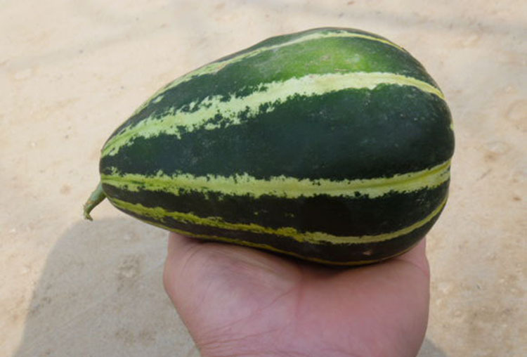 新乡原阳县种植高质量的牛角蜜甜瓜