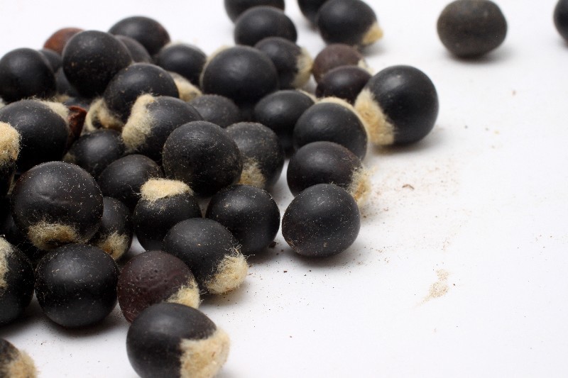 无患子菩提子 木患子菩提子原籽批发通货鬼见愁散珠佛珠通货