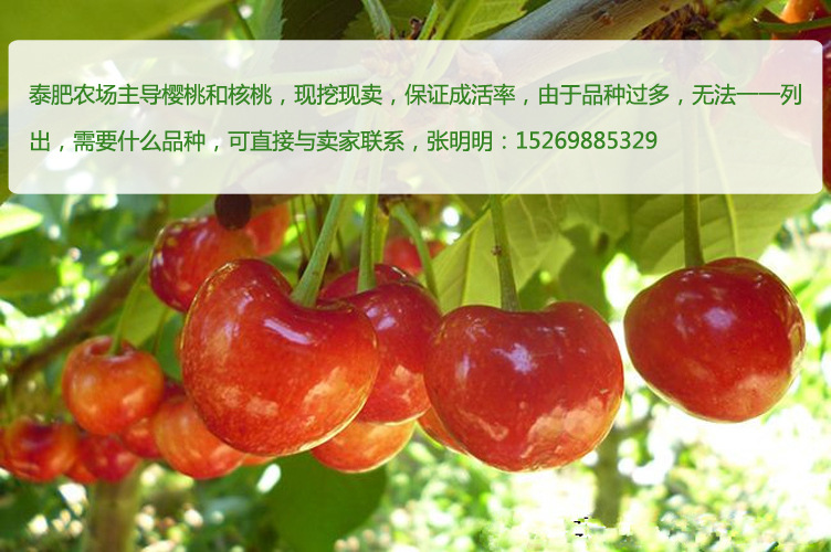 山东樱桃苗 冰糖樱樱桃苗 *甜的樱桃品种