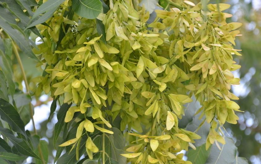 椿荚提取物101凤眼草提取物