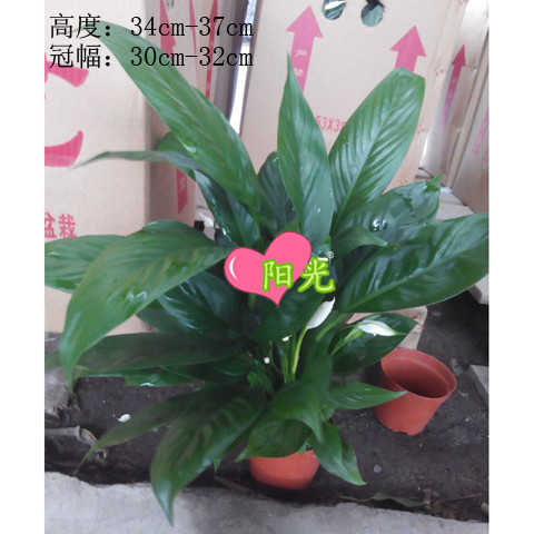 100#白掌-美酒 高度34-37cm 冠幅30-32