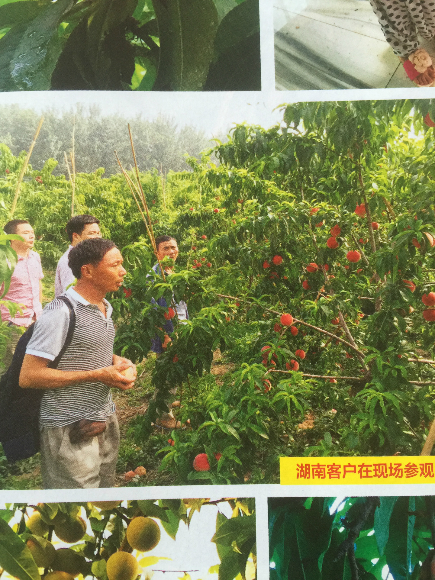 厂家直销 光战3号桃苗 优质桃苗