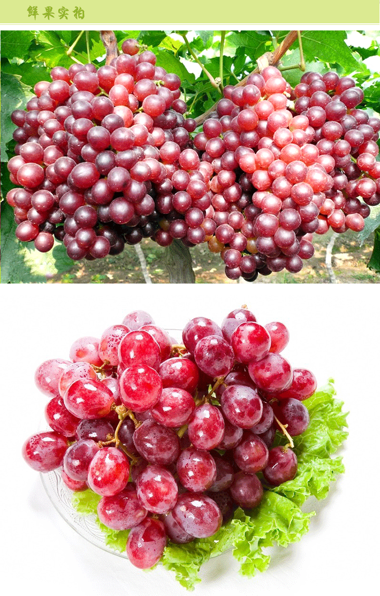 红宝石葡萄脆甜可口新鲜葡萄果园批发