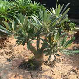 棒槌树属 巴西女王之玉栉 密花棒槌非洲马达加斯加 霸王树嫁接