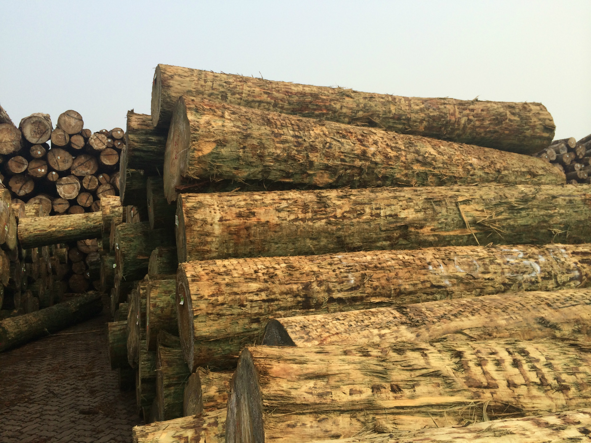 美国花旗松_上海批发美国进口花旗松 花旗松 寺庙木材 50-98