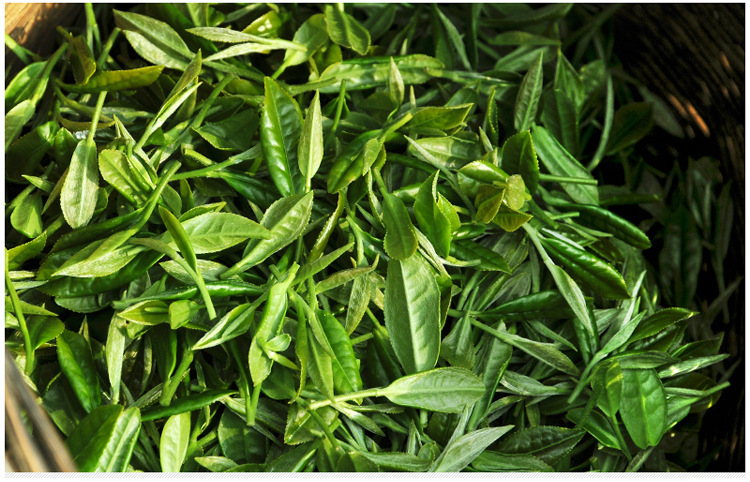 自然香低档香绿茶散茶批发四川雅安茶叶厂家茶叶