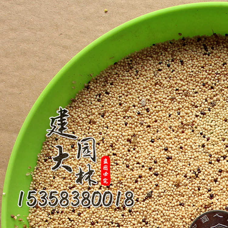 优质千穗谷种子鸡兔鸭鹅牧草种子高产高蛋白美国籽粒苋籽粒苋种.
