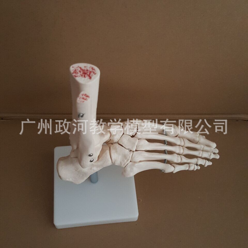 正品人体高端医用1:1人体脚关节模型 足关节踝关节手足外科