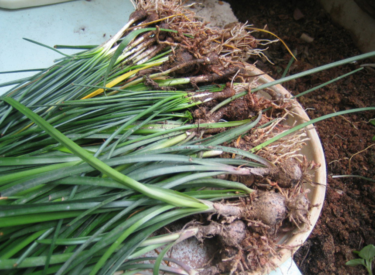 韭兰 红花葱兰 韭莲 风雨花 盆栽花坛地被植物韭兰花1