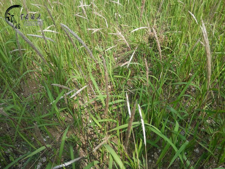 基地直销白茅草白茅绿化新秀公园绿化道路绿化绝佳选择