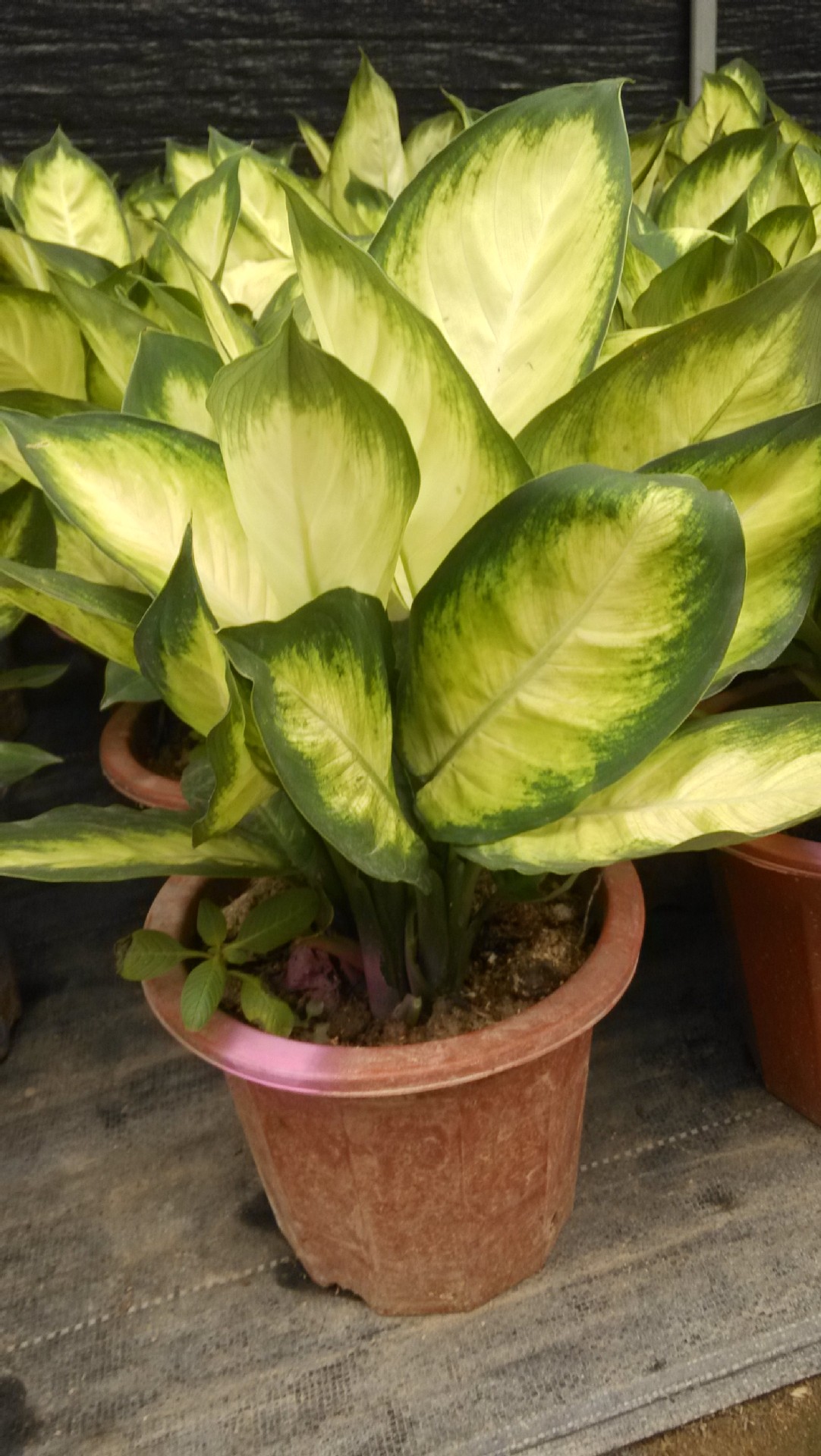 玛丽安花叶万年青银斑万年青吸收甲醛绿化植物