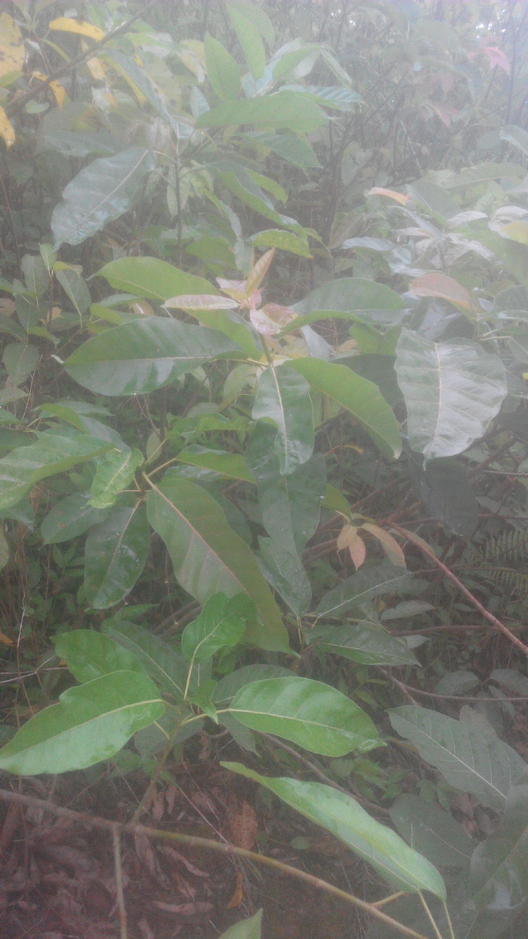 重庆苗木基地直销高黄桷树苗 木黄葛树绿化乔苗 行道雀树批发