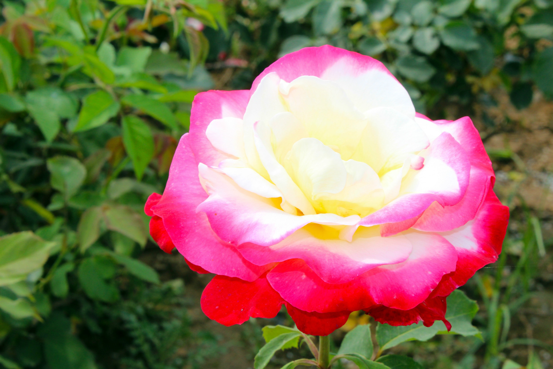 各种现代大花月季出售产地直供月季园直销