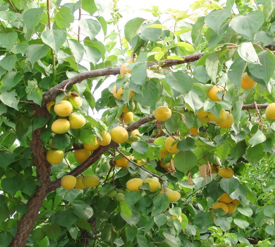 【图】批发南北方种植杏树苗 专业销售杏子树苗 规格