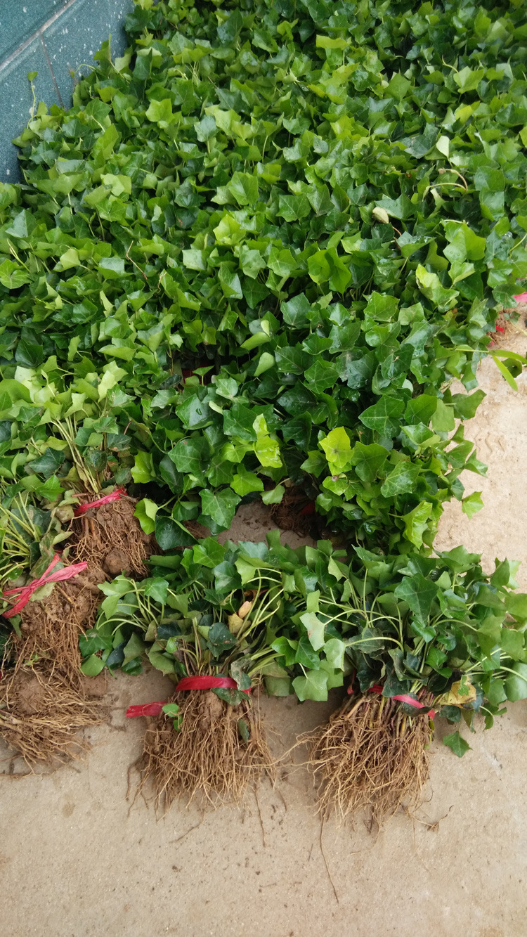 常春藤批发四季常青盆栽爬藤植物现货规格全常青藤工程苗