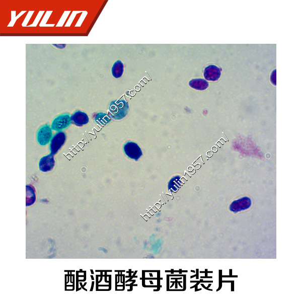 高教教学生物显微镜标本切片酿酒酵母菌装片微生物学玻片标本