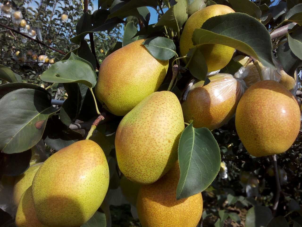 红香酥梨三康农业上市红香酥梨 汁多甘甜香味浓