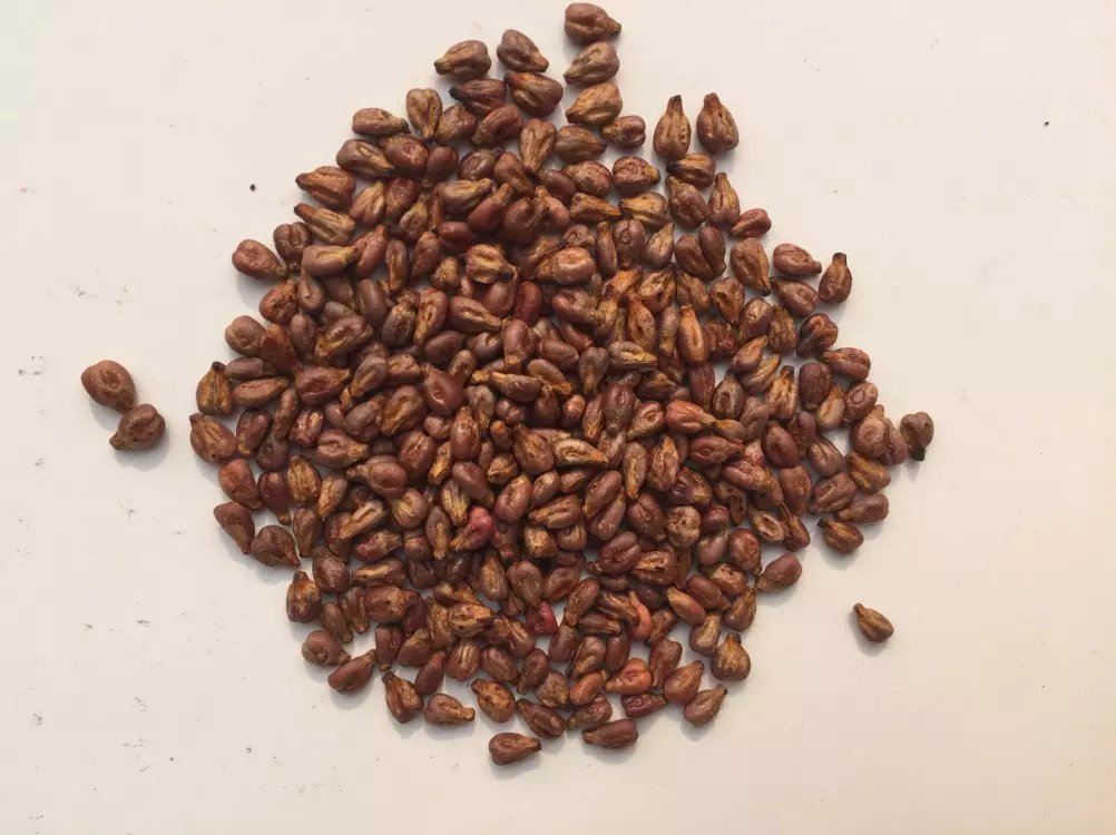 【特价专卖】葡萄籽 葡萄籽 榨油葡萄籽 葡萄子 海朋药业