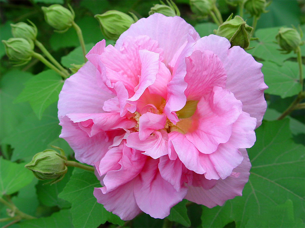 2023年最新【木芙蓉】价格_厂家_供应_批发_图片_品牌-苗木批发网