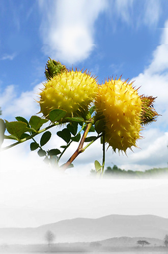 【刺梨】刺梨的十种吃法大全