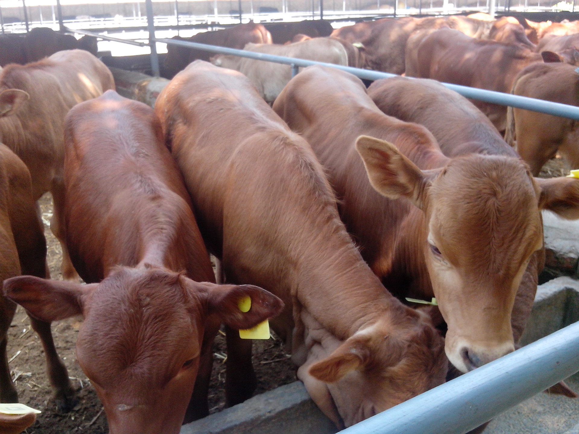 前期利用维生素e补充肉牛犊的体质,利用维生素d提