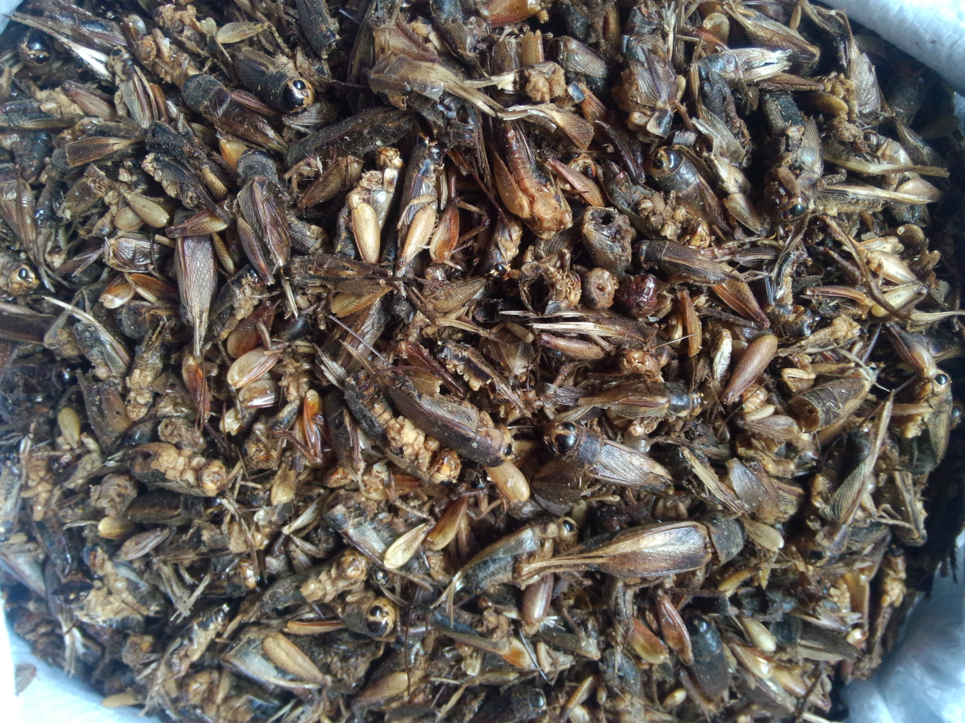 批发供应干净无杂动物类中药材蟋蟀大将军可打粉