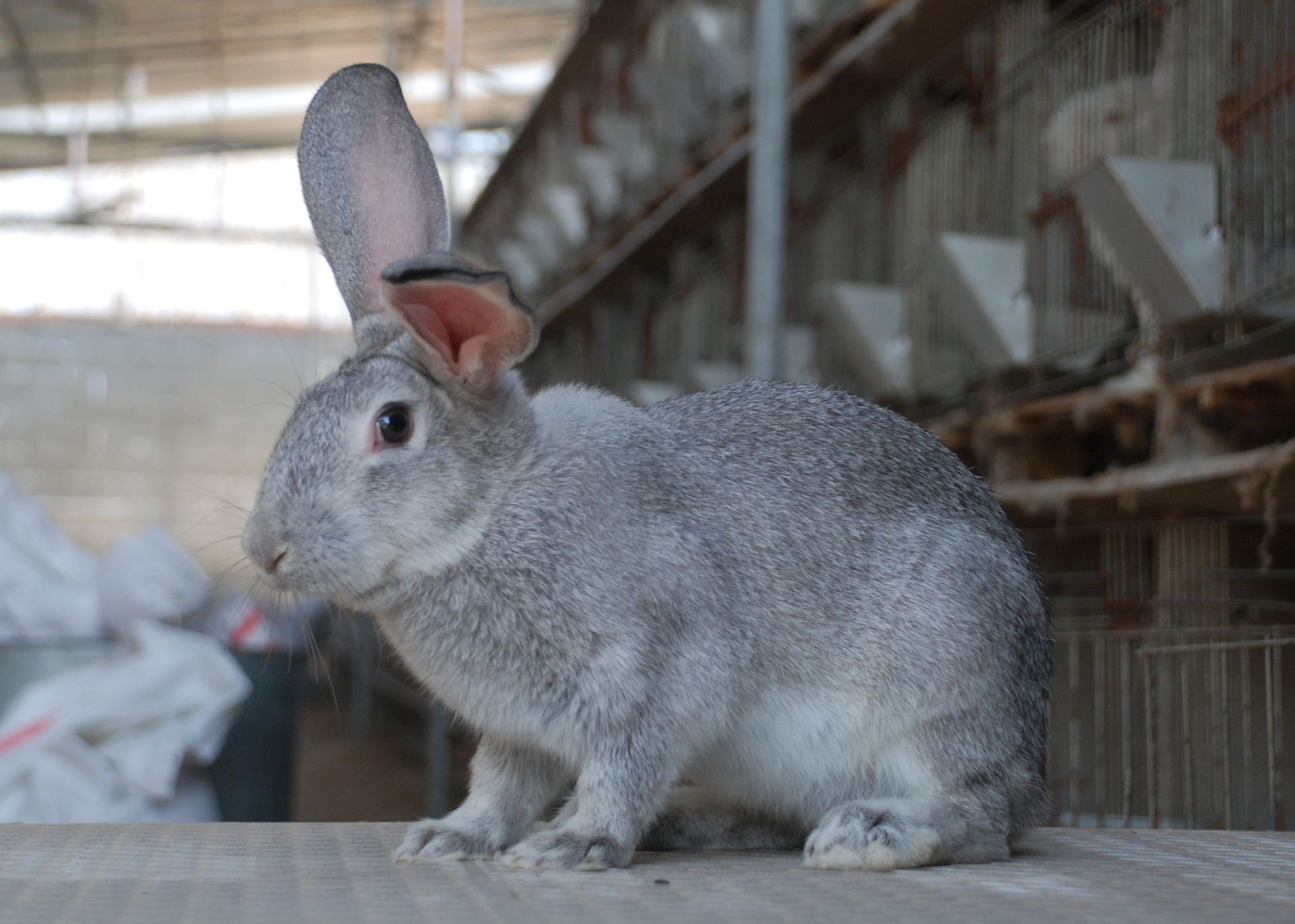 供应肉兔新西兰奇卡肉兔