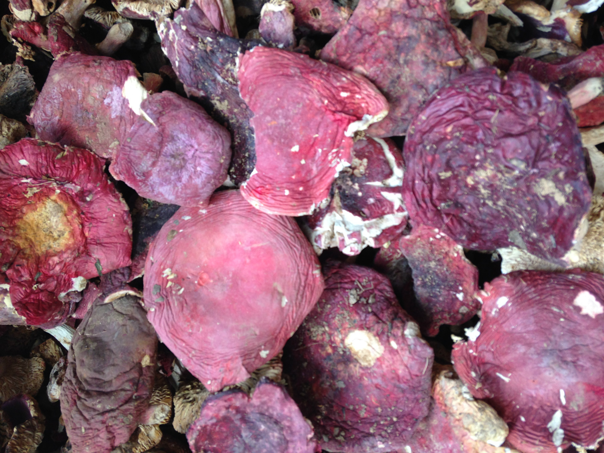 云南特产野生红菇干货 大红菌 产地直发全国各地批发量大从优