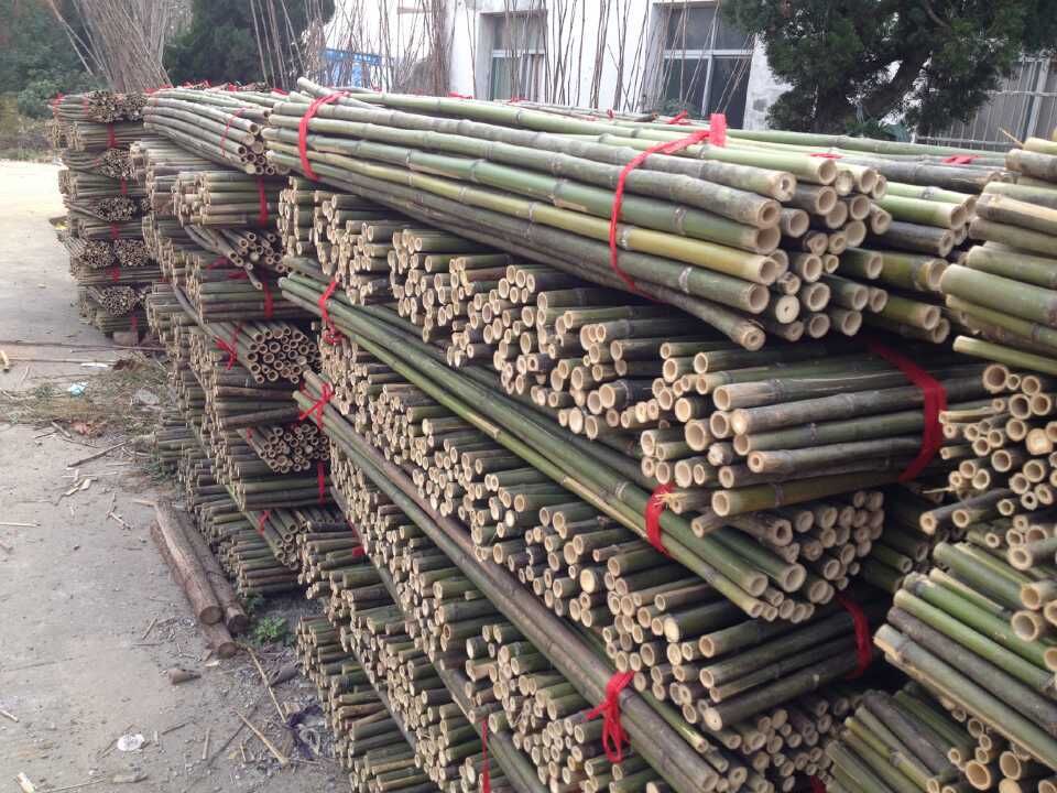 出售优质刚竹苗 批发绿化竹子庭院竹子别墅竹子 量大优惠