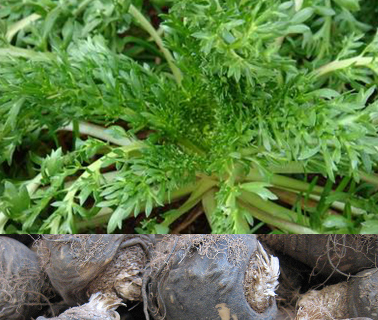 云南丽江玛咖鲜果新鲜黑玛卡干果高海拔基地营养素补充剂厂家直.