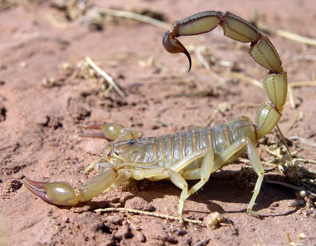 批发优质亳州中药材全虫 清水全蝎 食用蝎子 药食两用 活血通络