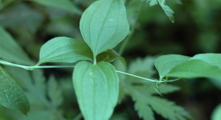 00255         【名称】牛尾菜提取物   【出处】出自《江西草药》