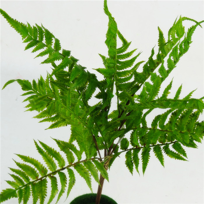 仿真波草 植物墙装饰仿真植物 仿真树叶波斯 蕨芽叶仿真花批发