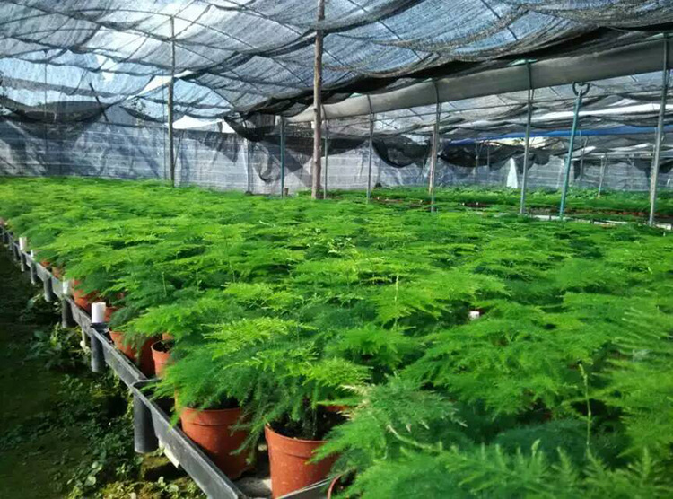 【基地直供】批发青苹果竹芋(110)绿植盆栽办公室小盆栽花卉特价