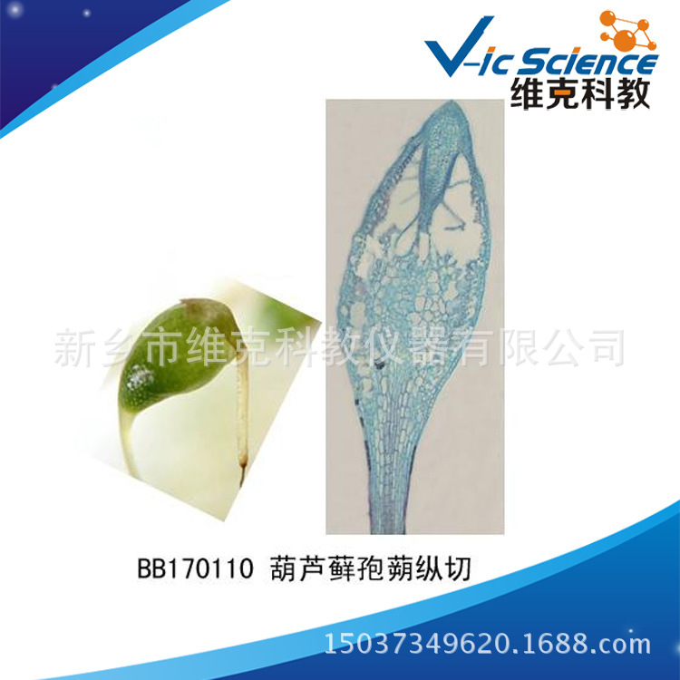 工厂直供葫芦藓孢蒴纵切生物切片植物类苔癣类显微镜玻片