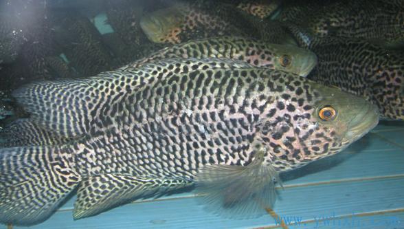 厂家供应淡水鱼苗 花斑鱼苗 淡水石斑鱼苗养殖 鱼苗批发淡水鱼