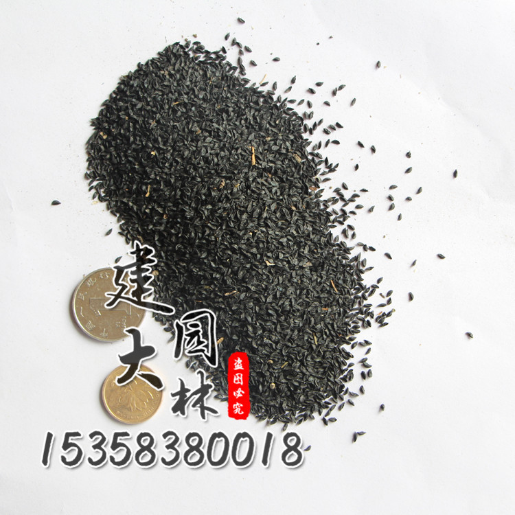 出售草花种子 花葱种子 多年生草花 绿化工程种子 价格.