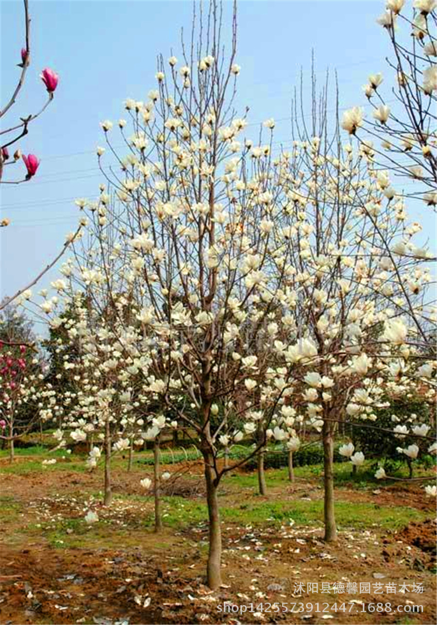石榴供应 基地直销 白玉兰苗木 玉兰小苗 盆栽花卉 花卉 简介 玉兰树