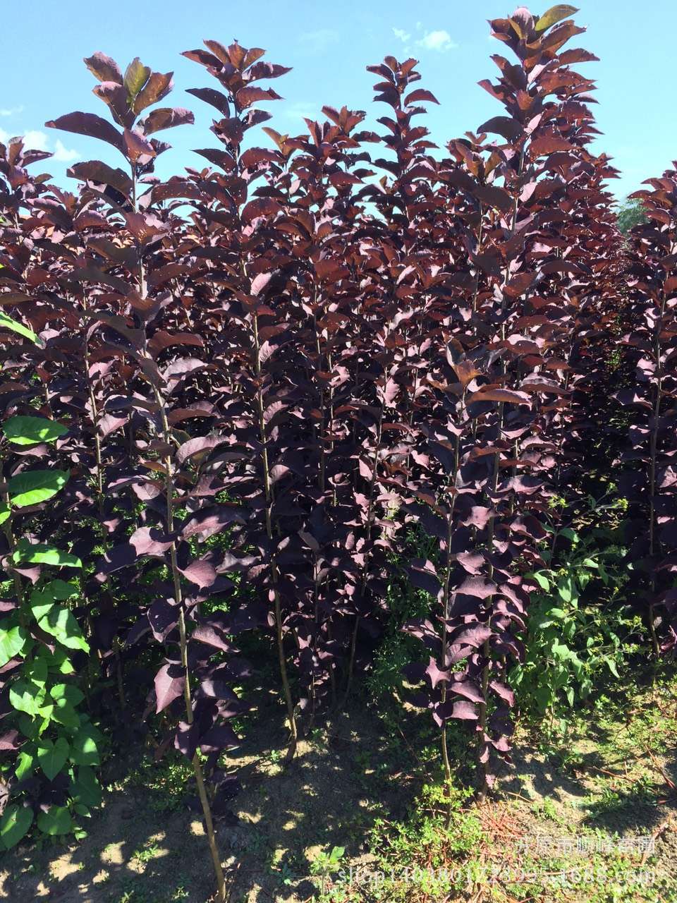 大量批发出售紫叶稠李