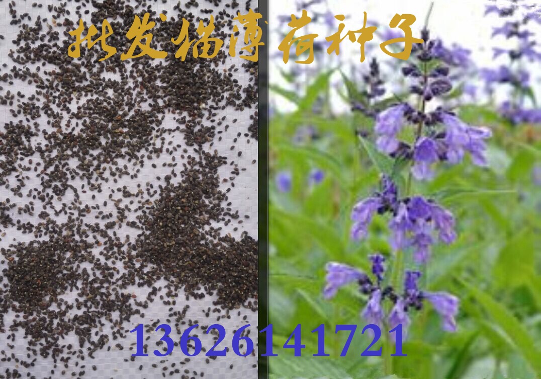 批发薄荷种子 猫薄荷 牛奶香薄荷 薄荷籽13626141721【精品】