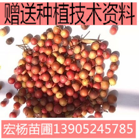 南天竹种子林木种子花卉种子种子南天竺种子观叶植物