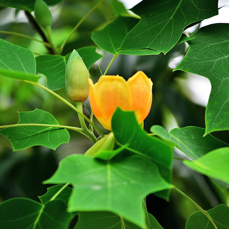 园林绿化苗木行道树 马褂木 杂交马褂木 园林行道树