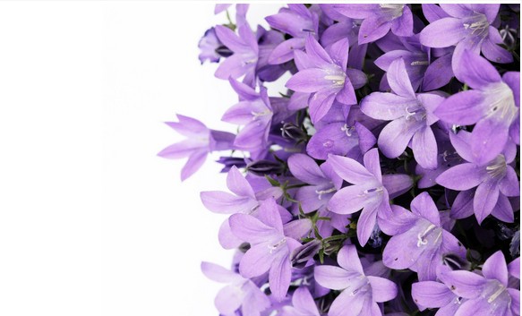 紫色黄色百合粉色百合白色百合种球颜色备注规格否是否进口多头百合花