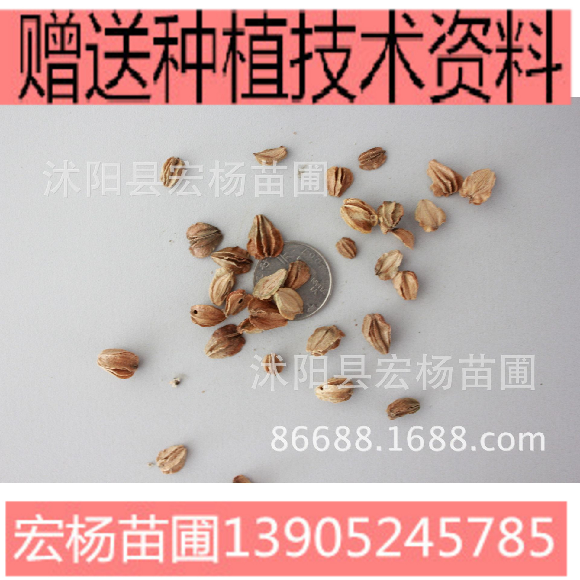 北沙参种子南沙参种子 中药材种子中草药种子 海沙参种子-阿里巴巴