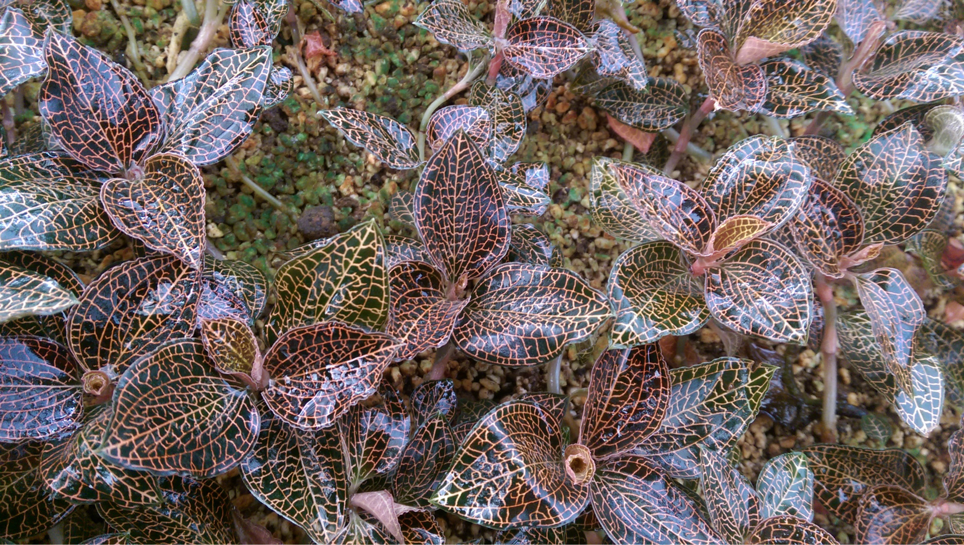福建金线莲鲜品 金线莲 健康传统滋补营养 基地生产种植零售.