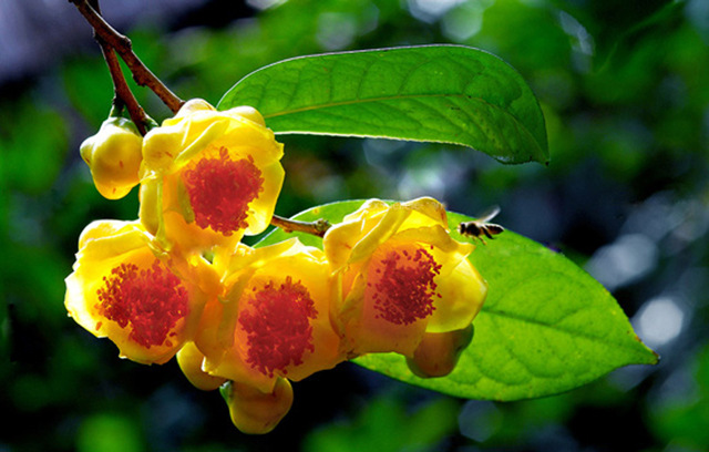 庭院名贵茶花纯种扦插深山含笑 五宝茶花 金茶花