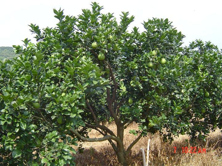 柚子树, 香泡树,胡柚树,各种规格广西桂林优惠出售13807732002